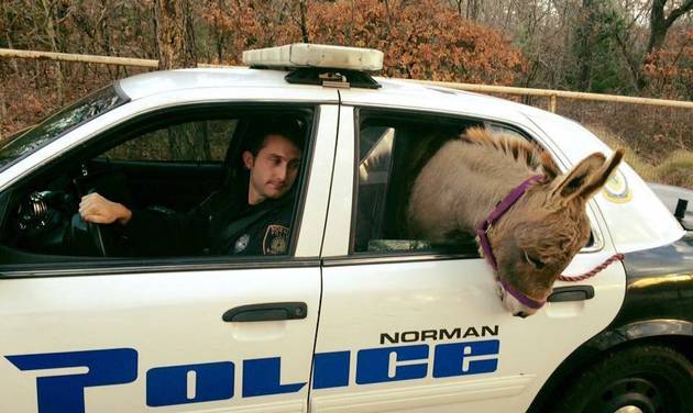 donkey in patrol car